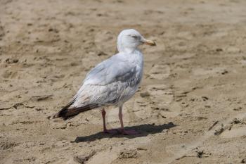 Seagull is standing on sandy beach in Zandvoort, the Netherlands