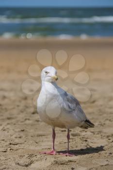 Seagull is standing on sandy beach near North sea in Zandvoort, the Netherlands