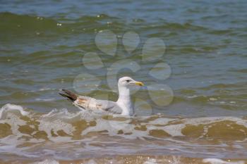 Seagull is swimming in the North sea in Zandvoort, the Netherlands