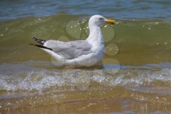 Seagull in a water of North sea in Zandvoort, the Netherlands