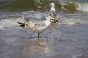 Seagulls catching a crab in a water of North sea in Zandvoort, the Netherlands