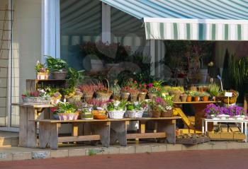 Baskets and pots with plants on the wooden benches in front of the flower shop in  Zwanenburg, the Netherlands