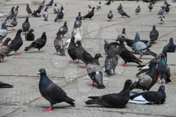 Pigeons on the square in the city park