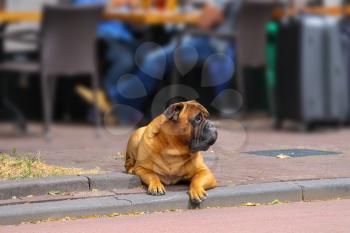 Calm dog lying on a sidewalk
