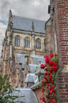 Twine red roses on the facade of the Grote Kerk (Sint-Bavokerk) in the  historic center of Haarlem, the Netherlands