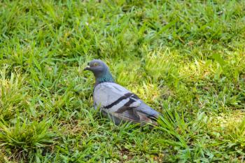 Grey pigeon in a green grass