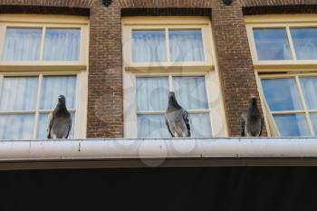 Pigeons sitting on the roof of brick city building with windows