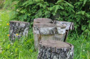 Stumps among green grass, wildflowers and firs
