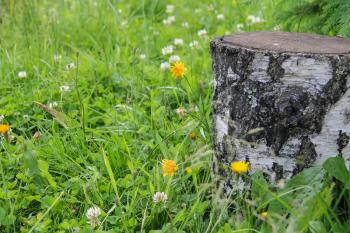 Stumps among green grass and wildflowers