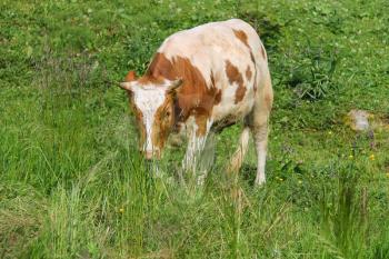 White-and-red calf on summer meadow
