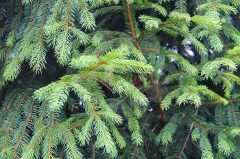 Closeup fir branches in summer forest