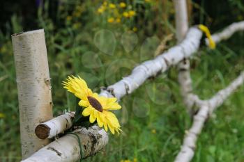 Birch fence with decorative yellow flower