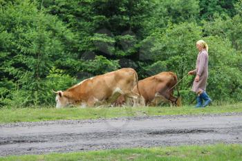 Schodnica, Ukraine - July 09, 2014: Shepherd woman grazes cows