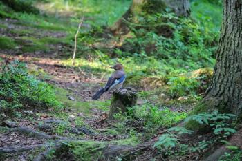 Small jay in summer forest