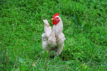 Beautiful chicken among green grass