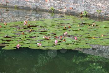 Pink water lilies in park pond