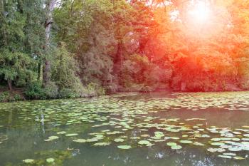 Yellow water lilies in park pond in sunlight. Villa Sorra, Castelfranco Emilia, Modena, Italy