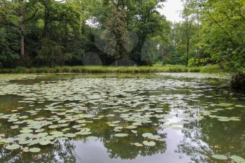 Yellow water lilies in park pond. Villa Sorra, Castelfranco Emilia, Modena, Italy