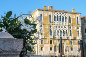 Blooming oleander bush with white flowers against the background of ancient Venetian building, Italy