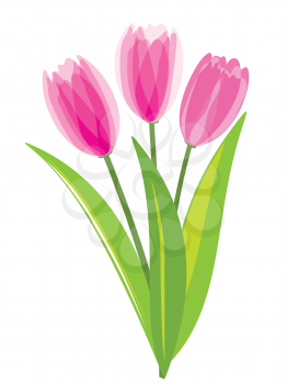Royalty Free Clipart Image of Pink Tulips on White background
