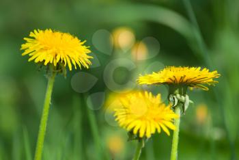 Royalty Free Photo of Dandelions Against Green