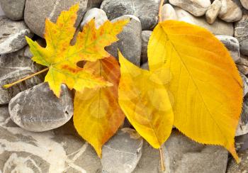 Royalty Free Photo of Fallen Leaves on Stone