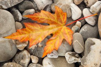Royalty Free Photo of Fallen a Leaf on a Stone Background