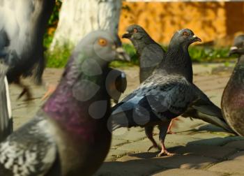 Royalty Free Photo of a Flock of Pigeons