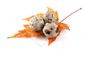 Royalty Free Photo of Quail Eggs on a Maple Leaf