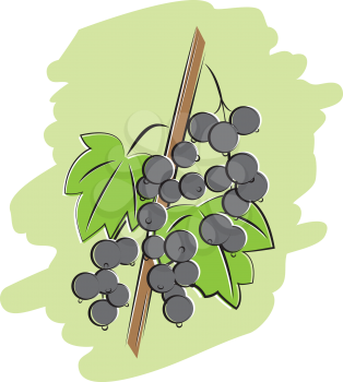 bunch of black currant on branch with green leaves vector illustration