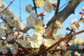 Spring white blossom. Seasonal blossoming tree springtime. Outdoor bloom closeup. April garden natural tree branch.