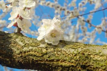 April garden natural tree branch. Outdoor bloom closeup. Spring white blossom. Seasonal blossoming tree springtime. 