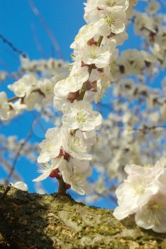 April garden natural tree branch. Spring white blossom. Outdoor bloom closeup. Seasonal blossoming tree springtime. 