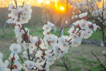 Beautiful outdoor blooming garden. Spring tree blossom in sunset sunrise rays. Blossoming closeup tree petals.