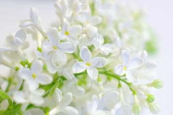 White spring flower love romantic background. Blooming delicate flowers. Gentle white vibrant fresh blossom. Bright positive love inspirational backdrop. Clean springtime petals.