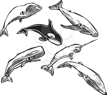 Royalty Free Clipart Image o a Group of Whales