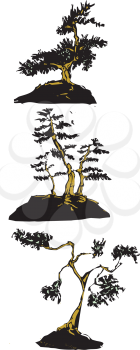 Royalty Free Clipart Image of Three Japanese Bonsai Trees