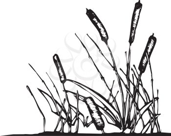 Royalty Free Clipart Image of a Patch of Reeds