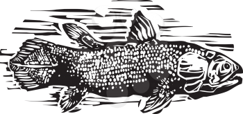 Woodcut style image of a Coelacanth the living fossil fish.