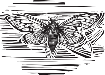 Woodcut expressionist style image of Brood X Cicada with its wings spread