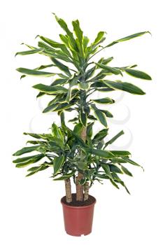 Royalty Free Photo of a Houseplant 