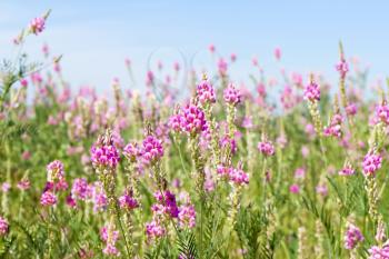 Royalty Free Photo of Pink Flowers