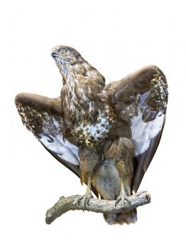 Royalty Free Photo of a Stuffed Falcon