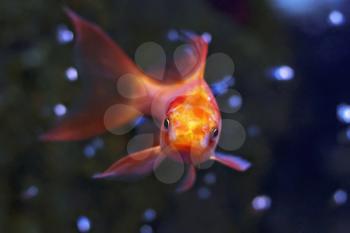 Royalty Free Photo of a Goldfish