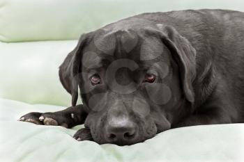 Royalty Free Photo of a Black Labrador 