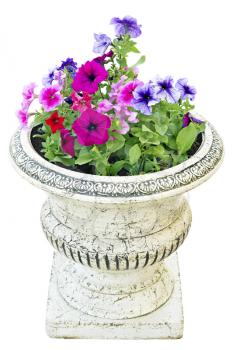 Royalty Free Photo of a Pot of Flowers