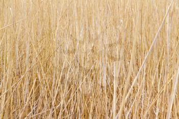 Royalty Free Photo of Stalks of Reed