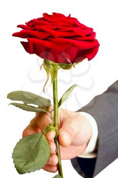 Royalty Free Photo of a Man Holding a Red Rose