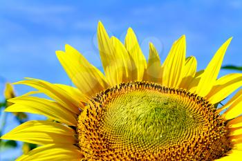 Royalty Free Photo of a Sunflower