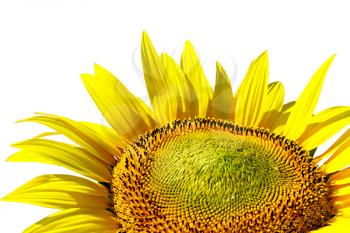 Royalty Free Photo of a Sunflower